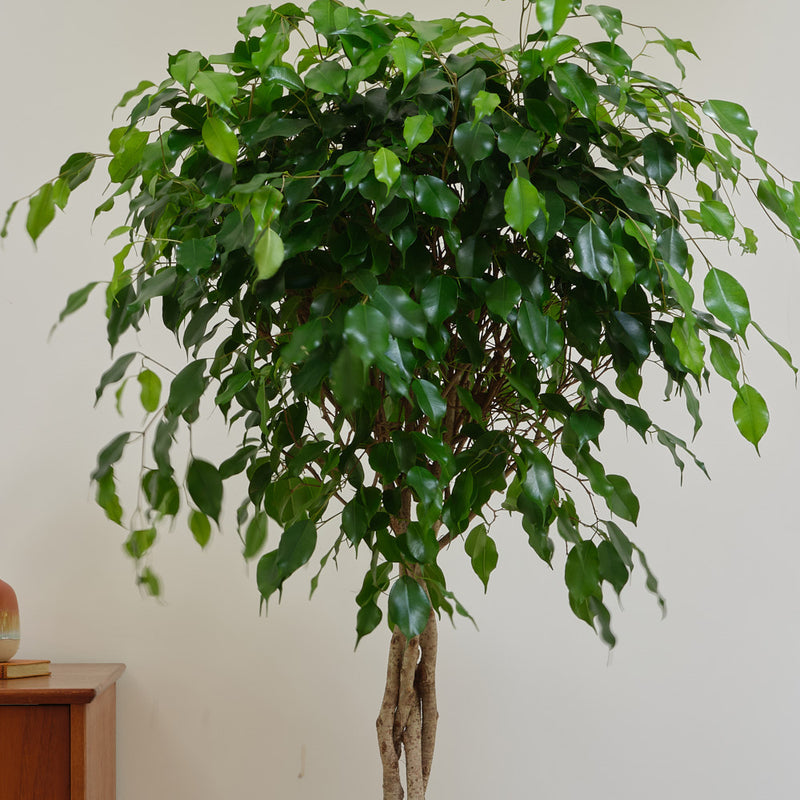 Ficus Benjamina Twisted Stem