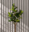 Artificial Rubber Plant