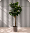 Artificial Rubber Plant