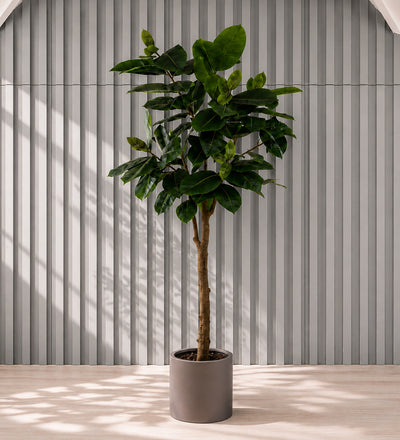 Artificial Rubber Plant