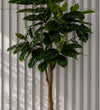 Artificial Rubber Plant