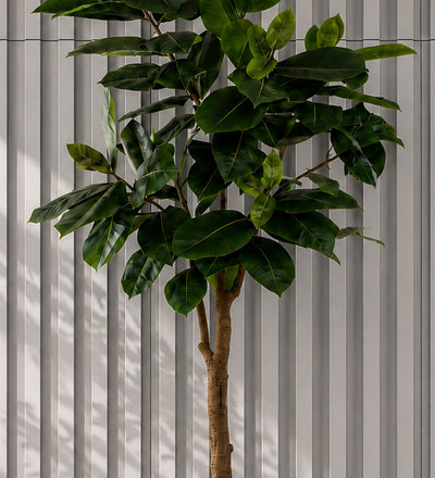 Artificial Rubber Plant