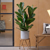 Two Stem Fiddle-Leaf Fig