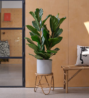 Two Stem Fiddle-Leaf Fig