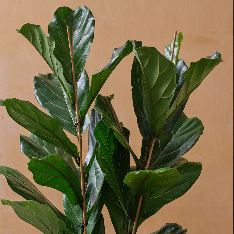 Two Stem Fiddle-Leaf Fig