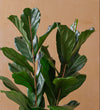 Two Stem Fiddle-Leaf Fig