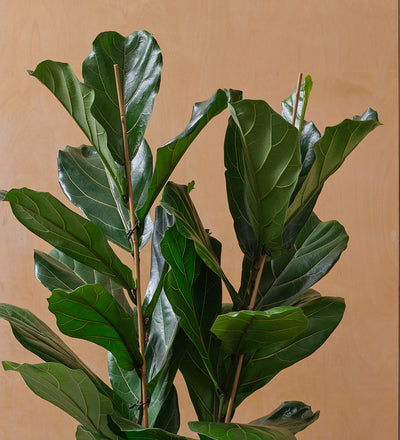 Two Stem Fiddle-Leaf Fig
