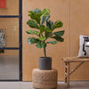 Artificial Fiddle Leaf Fig