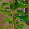 Ficus Altissima