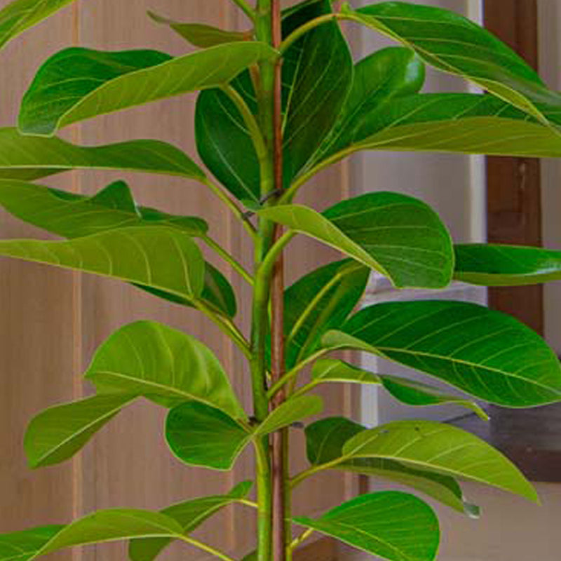 Ficus Altissima