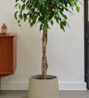 Ficus Benjamina Twisted Stem
