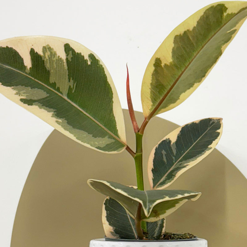 Mini Ficus Elastica Tineke & Pot