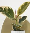 Mini Ficus Elastica Tineke & Pot