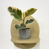 Mini Ficus Elastica Tineke & Pot