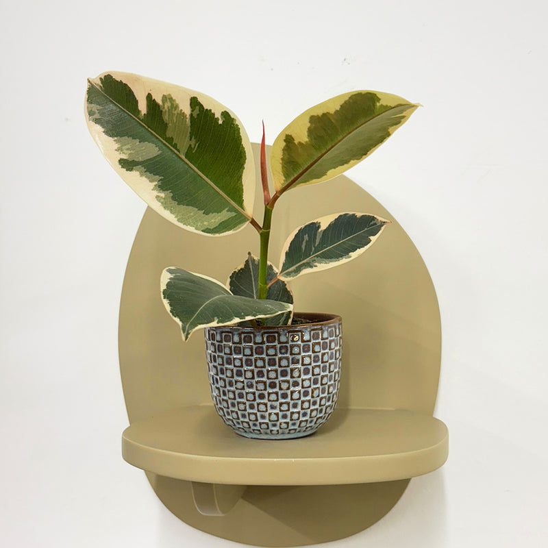 Mini Ficus Elastica Tineke & Pot
