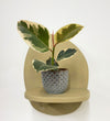 Mini Ficus Elastica Tineke & Pot