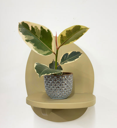 Mini Ficus Elastica Tineke & Pot