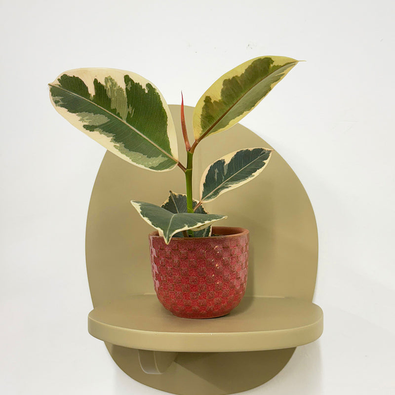 Mini Ficus Elastica Tineke & Pot