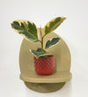 Mini Ficus Elastica Tineke & Pot