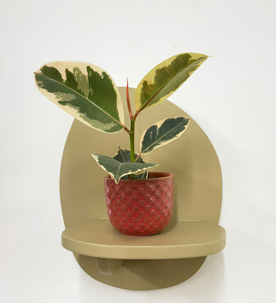 Mini Ficus Elastica Tineke & Pot