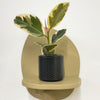 Mini Ficus Elastica Tineke & Pot