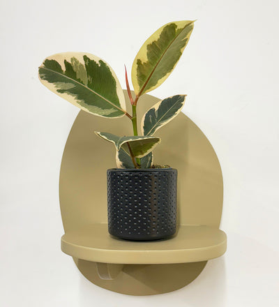 Mini Ficus Elastica Tineke & Pot