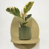 Mini Ficus Elastica Tineke & Pot