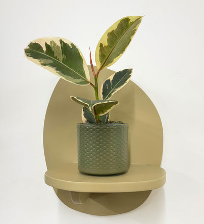 Mini Ficus Elastica Tineke & Pot