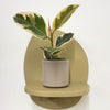 Mini Ficus Elastica Tineke & Pot