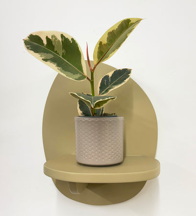 Mini Ficus Elastica Tineke & Pot