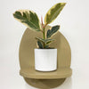 Mini Ficus Elastica Tineke & Pot