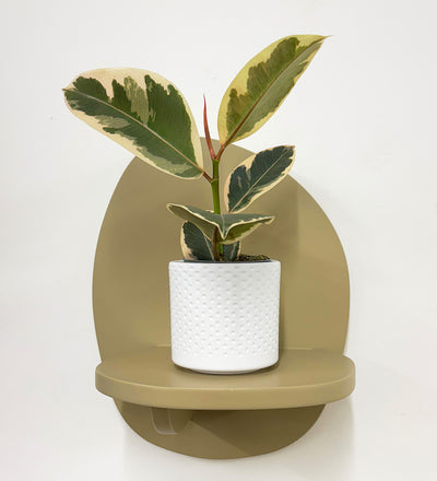 Mini Ficus Elastica Tineke & Pot