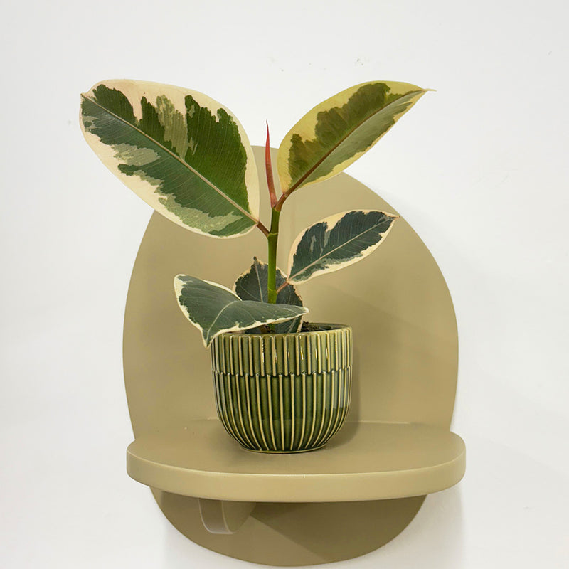 Mini Ficus Elastica Tineke & Pot