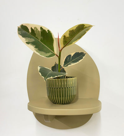 Mini Ficus Elastica Tineke & Pot