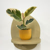 Mini Ficus Elastica Tineke & Pot