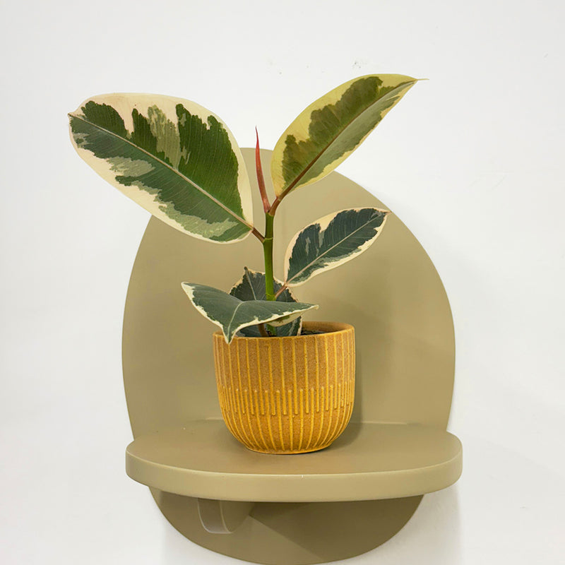 Mini Ficus Elastica Tineke & Pot