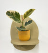 Mini Ficus Elastica Tineke & Pot