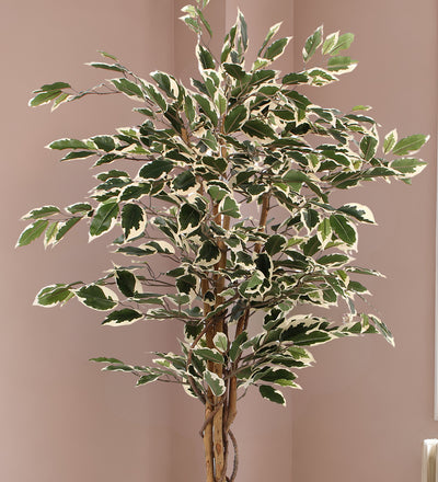 Artificial Ficus Benjamina Twilight