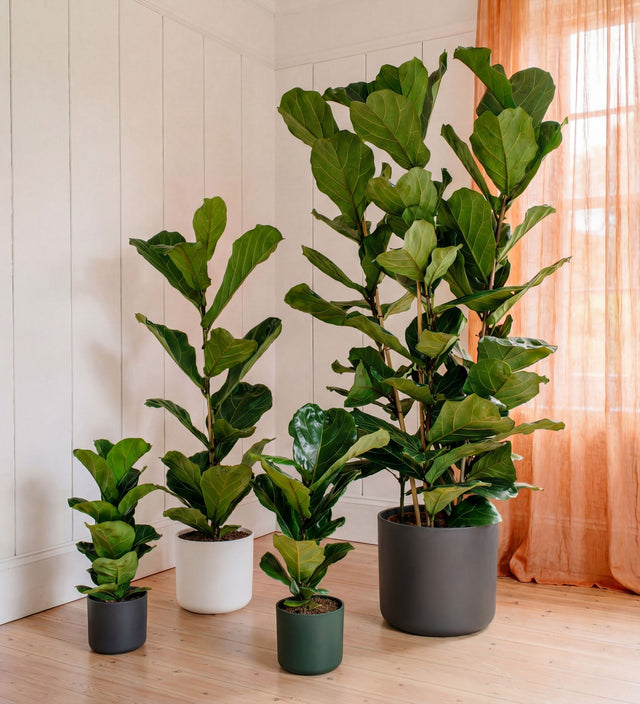 Fiddle-leaf Fig