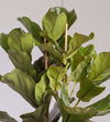 Close-up of Large Fiddle-Leaf Fig large veined leaves