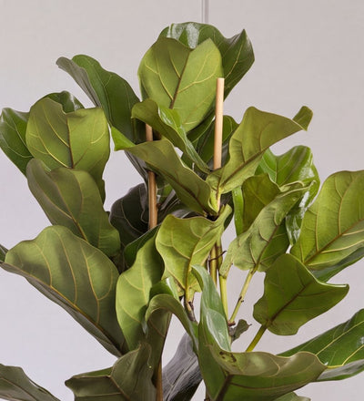 Close-up of Large Fiddle-Leaf Fig large veined leaves