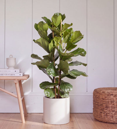 Large Fiddle-Leaf Fig two stem, 110-120cm tall, in a white pot on a wooden floor