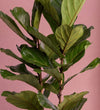 Close-up of Large Fiddle-Leaf Fig glossy fiddle-shaped foliage