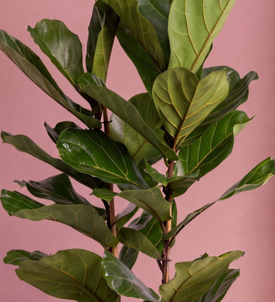 Close-up of Large Fiddle-Leaf Fig glossy fiddle-shaped foliage