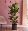 Large Fiddle-Leaf Fig two stem, 130-140cm tall, in a dark pot against a pink wall