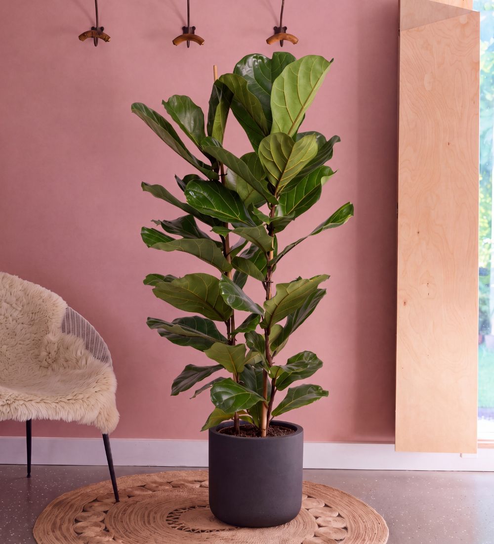 Large Fiddle-Leaf Fig two stem, 130-140cm tall, in a dark pot against a pink wall