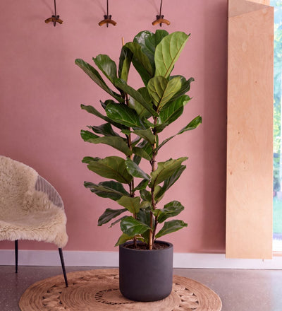 Large Fiddle-Leaf Fig two stem, 130-140cm tall, in a dark pot against a pink wall