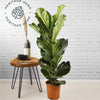Fiddle-Leaf Fig