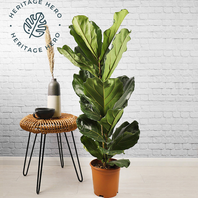 Fiddle-Leaf Fig