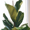 Fiddle-leaf Fig & Pot